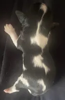 Washington, a male Cavalier King Charles Spaniel for sale in Nash, OK – Photo 4 of 4