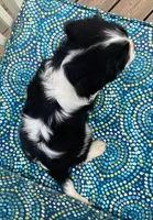 Washington AKC full registration , a male Cavalier King Charles Spaniel for sale in Nash, OK – Photo 6 of 6