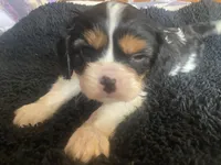 Washington AKC, a male Cavalier King Charles Spaniel for sale in Nash, OK – Photo 4 of 4