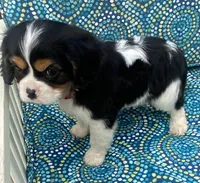 Washington AKC full registration , a male Cavalier King Charles Spaniel for sale in Nash, OK – Photo 4 of 6
