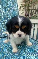Washington AKC full registration , a male Cavalier King Charles Spaniel for sale in Nash, OK – Photo 2 of 6