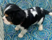 Washington AKC full registration , a male Cavalier King Charles Spaniel for sale in Nash, OK – Photo 3 of 6