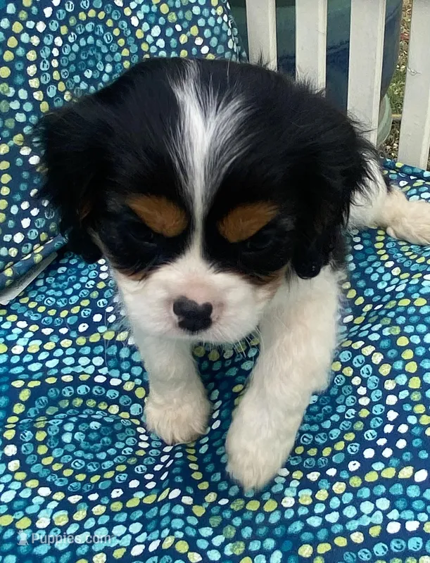 Washington AKC – Cavalier King Charles Spaniel puppy for sale in Nash, OK