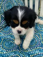 Washington AKC full registration , a male Cavalier King Charles Spaniel for sale in Nash, OK – Photo 1 of 6