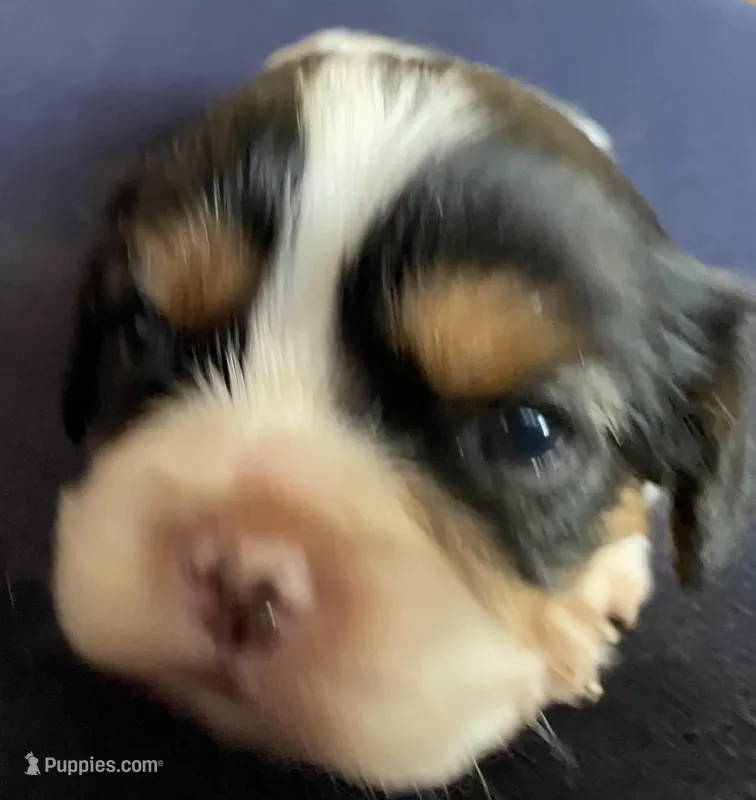Washington – Cavalier King Charles Spaniel puppy for sale in Nash, OK