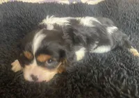 Washington AKC, a male Cavalier King Charles Spaniel for sale in Nash, OK – Photo 3 of 4