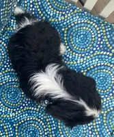 Teddy AKC, a male Cavalier King Charles Spaniel for sale in Nash, OK – Photo 2 of 9