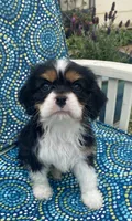 Teddy AKC, a male Cavalier King Charles Spaniel for sale in Nash, OK – Photo 4 of 9