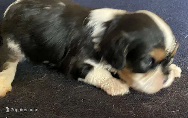 Roosevelt AKC – Cavalier King Charles Spaniel puppy for sale in Nash, OK