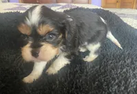 Roosevelt AKC, a male Cavalier King Charles Spaniel for sale in Nash, OK – Photo 4 of 5