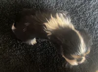 Roosevelt AKC, a male Cavalier King Charles Spaniel for sale in Nash, OK – Photo 5 of 5