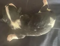 Roosevelt AKC, a male Cavalier King Charles Spaniel for sale in Nash, OK – Photo 4 of 5