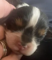 Roosevelt AKC, a male Cavalier King Charles Spaniel for sale in Nash, OK – Photo 2 of 5