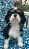 Teddy AKC, a male Cavalier King Charles Spaniel for sale in Nash, OK – Photo 5 of 9
