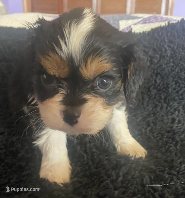 Roosevelt AKC – Cavalier King Charles Spaniel puppy for sale in Nash, OK