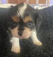 Roosevelt AKC, a male Cavalier King Charles Spaniel for sale in Nash, OK – Photo 1 of 5