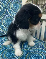 Teddy AKC, a male Cavalier King Charles Spaniel for sale in Nash, OK – Photo 3 of 9