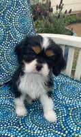 Teddy AKC, a male Cavalier King Charles Spaniel for sale in Nash, OK – Photo 7 of 9