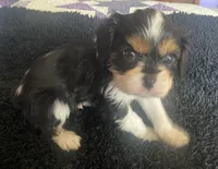 Roosevelt AKC, a male Cavalier King Charles Spaniel for sale in Nash, OK – Photo 2 of 5