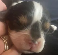 Roosevelt AKC, a male Cavalier King Charles Spaniel for sale in Nash, OK – Photo 1 of 5