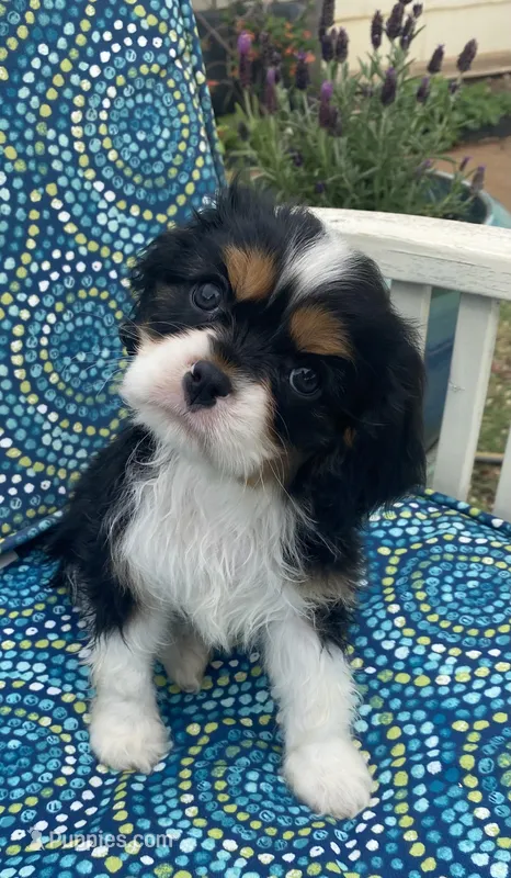 Teddy AKC – Cavalier King Charles Spaniel puppy for sale in Nash, OK