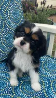 Teddy AKC, a male Cavalier King Charles Spaniel for sale in Nash, OK – Photo 1 of 9