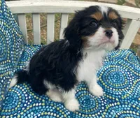 Teddy AKC, a male Cavalier King Charles Spaniel for sale in Nash, OK – Photo 9 of 9
