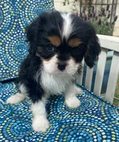 Teddy AKC, a male Cavalier King Charles Spaniel for sale in Nash, OK – Photo 8 of 9