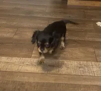 Charli, a female Cavalier King Charles Spaniel for sale in Nash, OK – Photo 4 of 8