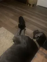 Charli, a female Cavalier King Charles Spaniel for sale in Nash, OK – Photo 6 of 8