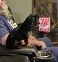 Charli, a female Cavalier King Charles Spaniel for sale in Nash, OK – Photo 2 of 8