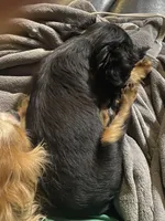 Charli, a female Cavalier King Charles Spaniel for sale in Nash, OK – Photo 5 of 8