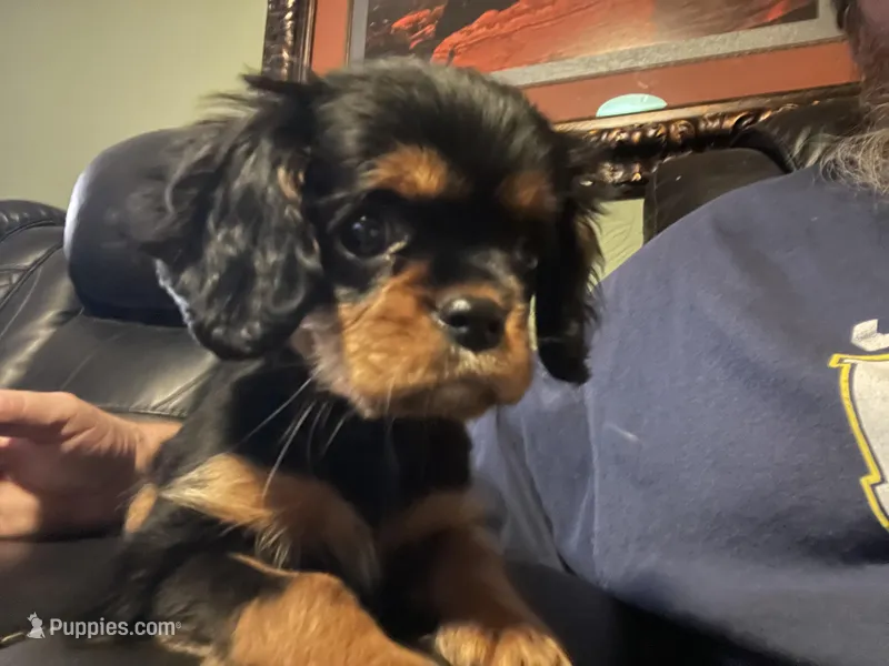 Charli, a female Cavalier King Charles Spaniel for sale in Nash, OK – Photo 1 of 8