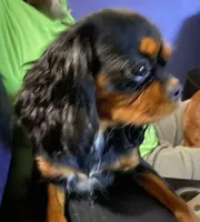 Charli, a female Cavalier King Charles Spaniel for sale in Nash, OK – Photo 7 of 8