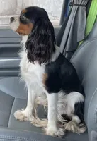 Charli, a female Cavalier King Charles Spaniel for sale in Nash, OK – Photo 8 of 8