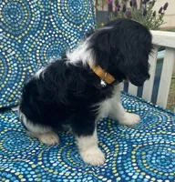 Lincoln AKC full registration , a male Cavalier King Charles Spaniel for sale in Nash, OK – Photo 7 of 9