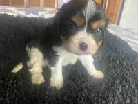 Lincoln AKC, a male Cavalier King Charles Spaniel for sale in Nash, OK – Photo 2 of 5