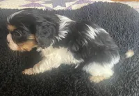 Lincoln AKC, a male Cavalier King Charles Spaniel for sale in Nash, OK – Photo 4 of 5