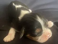 Lincoln AKC, a male Cavalier King Charles Spaniel for sale in Nash, OK – Photo 2 of 5