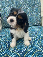 Lincoln AKC full registration , a male Cavalier King Charles Spaniel for sale in Nash, OK – Photo 9 of 9