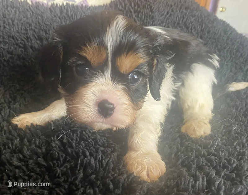 Lincoln AKC, a male Cavalier King Charles Spaniel for sale in Nash, OK – Photo 1 of 5