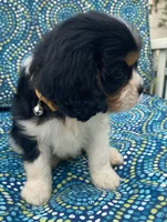 Lincoln AKC full registration , a male Cavalier King Charles Spaniel for sale in Nash, OK – Photo 2 of 9