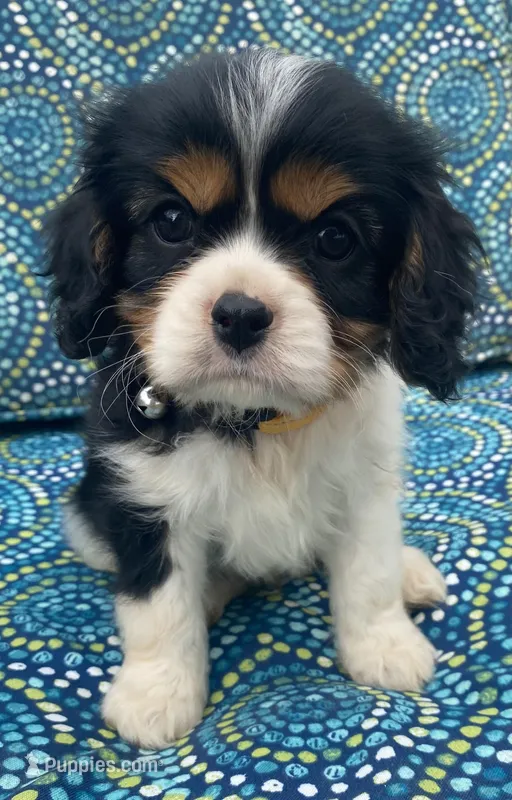 Lincoln AKC – Cavalier King Charles Spaniel puppy for sale in Nash, OK