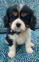 Lincoln AKC full registration , a male Cavalier King Charles Spaniel for sale in Nash, OK – Photo 1 of 9