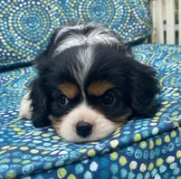 Lincoln AKC full registration , a male Cavalier King Charles Spaniel for sale in Nash, OK – Photo 6 of 9