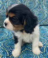 Lincoln AKC full registration , a male Cavalier King Charles Spaniel for sale in Nash, OK – Photo 4 of 9