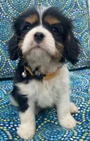 Lincoln AKC full registration , a male Cavalier King Charles Spaniel for sale in Nash, OK – Photo 5 of 9