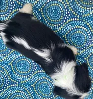 Jefferson AKC full registration , a male Cavalier King Charles Spaniel for sale in Nash, OK – Photo 8 of 9