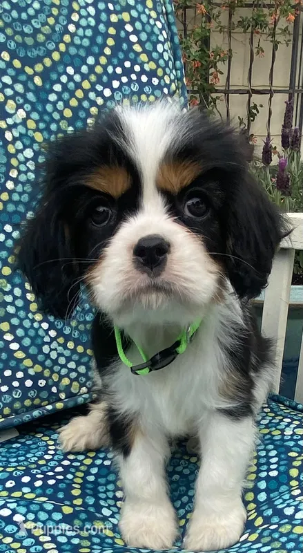 Jefferson AKC – Cavalier King Charles Spaniel puppy for sale in Nash, OK