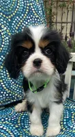 Jefferson AKC full registration , a male Cavalier King Charles Spaniel for sale in Nash, OK – Photo 1 of 9